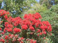 Albums/20060200-New Zealand 2006/20060203-Banks_Akaroa/18